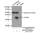 RPAIN Antibody in Immunoprecipitation (IP)