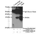 YWHAH Antibody in Immunoprecipitation (IP)