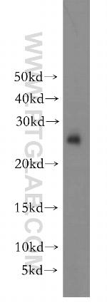 YWHAH Antibody in Western Blot (WB)