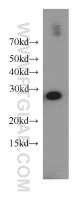 YWHAH Antibody in Western Blot (WB)