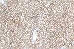 NDUFS5 Antibody in Immunohistochemistry (Paraffin) (IHC (P))