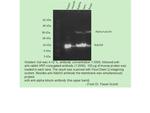 NDUFS5 Antibody in Western Blot (WB)