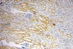 SLC25A1 Antibody in Immunohistochemistry (Paraffin) (IHC (P))