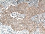 MAEA Antibody in Immunohistochemistry (Paraffin) (IHC (P))