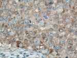 MAEA Antibody in Immunohistochemistry (Paraffin) (IHC (P))