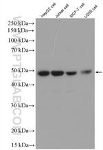 MAEA Antibody in Western Blot (WB)