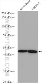 NCK1 Antibody in Western Blot (WB)