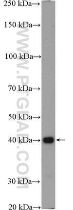 NCK1 Antibody in Western Blot (WB)