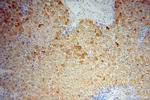 GEMIN8 Antibody in Immunohistochemistry (Paraffin) (IHC (P))