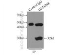 GEMIN8 Antibody in Immunoprecipitation (IP)