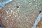 H6PD Antibody in Immunohistochemistry (Paraffin) (IHC (P))