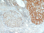 H6PD Antibody in Immunohistochemistry (Paraffin) (IHC (P))