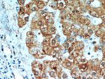 H6PD Antibody in Immunohistochemistry (Paraffin) (IHC (P))