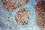 H6PD Antibody in Immunohistochemistry (Paraffin) (IHC (P))