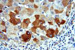 H6PD Antibody in Immunohistochemistry (Paraffin) (IHC (P))