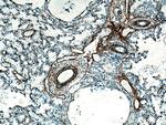 Elastin Antibody in Immunohistochemistry (Paraffin) (IHC (P))