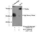 Elastin Antibody in Immunoprecipitation (IP)