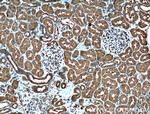 PSMD13 Antibody in Immunohistochemistry (Paraffin) (IHC (P))