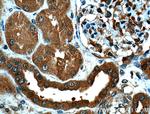 PSMD13 Antibody in Immunohistochemistry (Paraffin) (IHC (P))