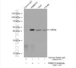 PSMD13 Antibody in Immunoprecipitation (IP)