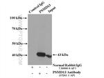 PSMD13 Antibody in Immunoprecipitation (IP)