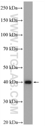 PSMD13 Antibody in Western Blot (WB)