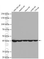 PSMD13 Antibody in Western Blot (WB)