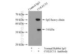 COLEC11 Antibody in Immunoprecipitation (IP)