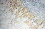 SPARC Antibody in Immunohistochemistry (Paraffin) (IHC (P))