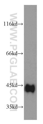 SPARC Antibody in Western Blot (WB)