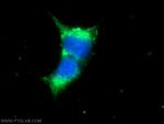 VAPA Antibody in Immunocytochemistry (ICC/IF)