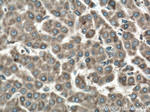 VAPA Antibody in Immunohistochemistry (Paraffin) (IHC (P))