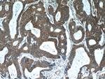 VAPA Antibody in Immunohistochemistry (Paraffin) (IHC (P))