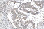 VAPA Antibody in Immunohistochemistry (Paraffin) (IHC (P))