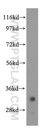 VAPA Antibody in Western Blot (WB)