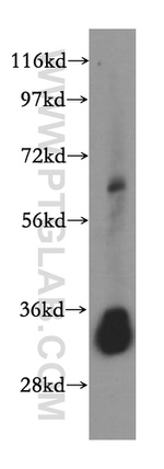 VAPA Antibody in Western Blot (WB)