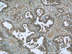 EIF1 Antibody in Immunohistochemistry (Paraffin) (IHC (P))