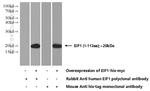 EIF1 Antibody in Western Blot (WB)