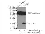 POLE3 Antibody in Immunoprecipitation (IP)