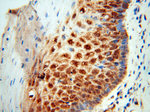 DHRS4 Antibody in Immunohistochemistry (Paraffin) (IHC (P))