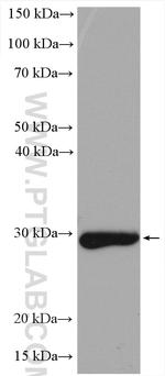 DHRS4 Antibody in Western Blot (WB)