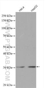 DHRS4 Antibody in Western Blot (WB)