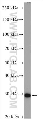 DHRS4 Antibody in Western Blot (WB)