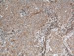 ARF5 Antibody in Immunohistochemistry (Paraffin) (IHC (P))