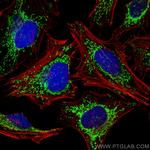 HSP60 Antibody in Immunocytochemistry (ICC/IF)