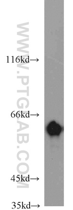 HSP60 Antibody in Western Blot (WB)