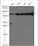 HJURP Antibody in Western Blot (WB)