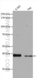 PTPN7 Antibody in Western Blot (WB)