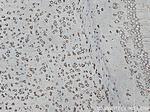 CARS Antibody in Immunohistochemistry (Paraffin) (IHC (P))