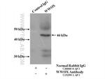 WWOX Antibody in Immunoprecipitation (IP)